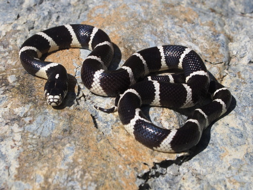 Photo of a California Kingsnake (Lampropeltis californiae)