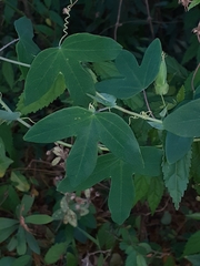 Passiflora eichleriana