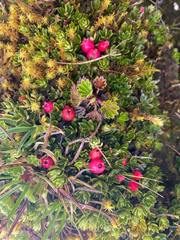 Disterigma empetrifolium