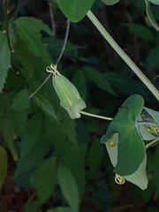 Passiflora eichleriana