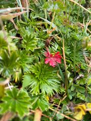 Alchemilla orbiculata