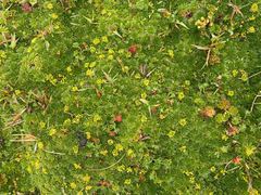 Alchemilla orbiculata