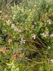 Diplostephium hartwegii