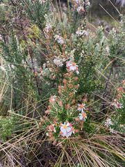 Diplostephium hartwegii