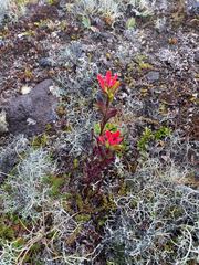 Castilleja fissifolia