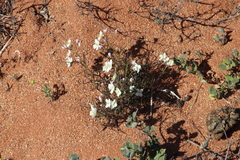 Heliophila variabilis