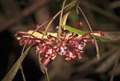 Grevillea diffusa
