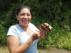 Rhinoclemmys pulcherrima rogerbarbouri