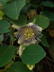 Passiflora actinia