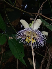 Passiflora actinia