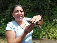 Rhinoclemmys pulcherrima rogerbarbouri