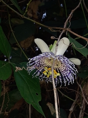 Passiflora actinia