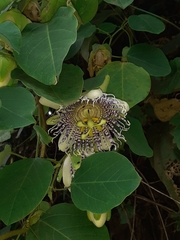 Passiflora actinia
