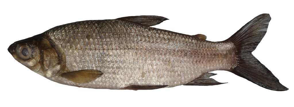 Troschels karperzalm (Pseudocurimata troschelii) — Curimatidae