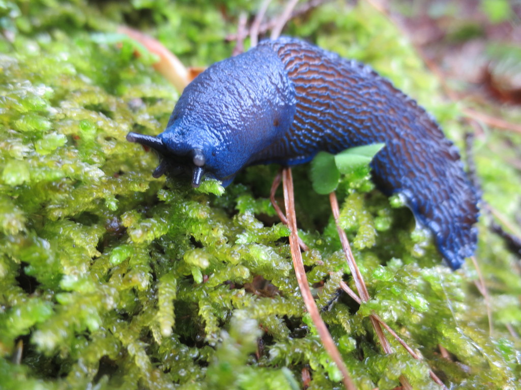 Caracoles terrestres y babosas (Orden Stylommatophora) · iNaturalist Mexico