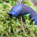 Keelback Slugs - Photo (c) cloudya, some rights reserved (CC BY-NC), uploaded by cloudya
