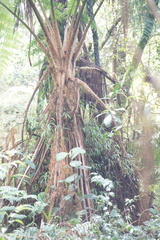 Sphaeropteris quindiuensis