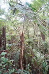 Sphaeropteris quindiuensis