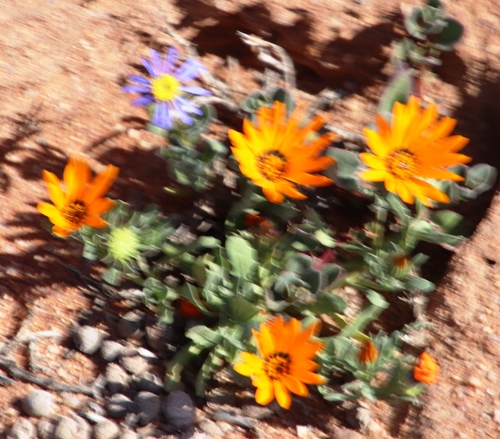 Dimorphotheca sinuata