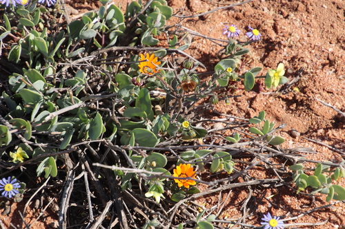 Dimorphotheca sinuata