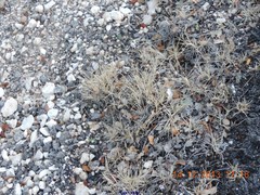 Aegilops triuncialis