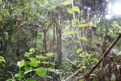 Sphaeropteris quindiuensis