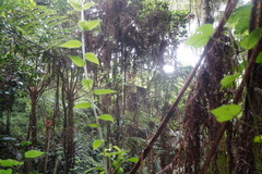 Sphaeropteris quindiuensis