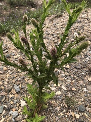 Pterocaulon serrulatum
