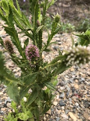 Pterocaulon serrulatum