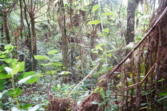 Sphaeropteris quindiuensis