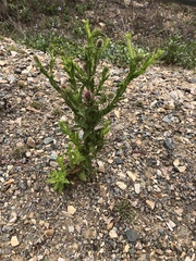 Pterocaulon serrulatum