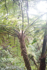 Sphaeropteris quindiuensis