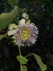 Passiflora actinia