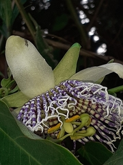 Passiflora actinia