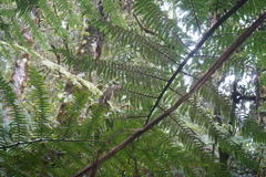 Sphaeropteris quindiuensis