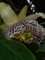Passiflora actinia