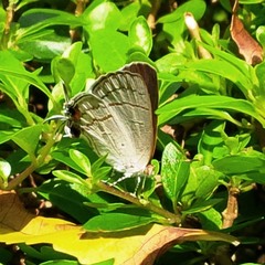 Hypolycaena philippus