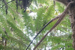 Sphaeropteris quindiuensis