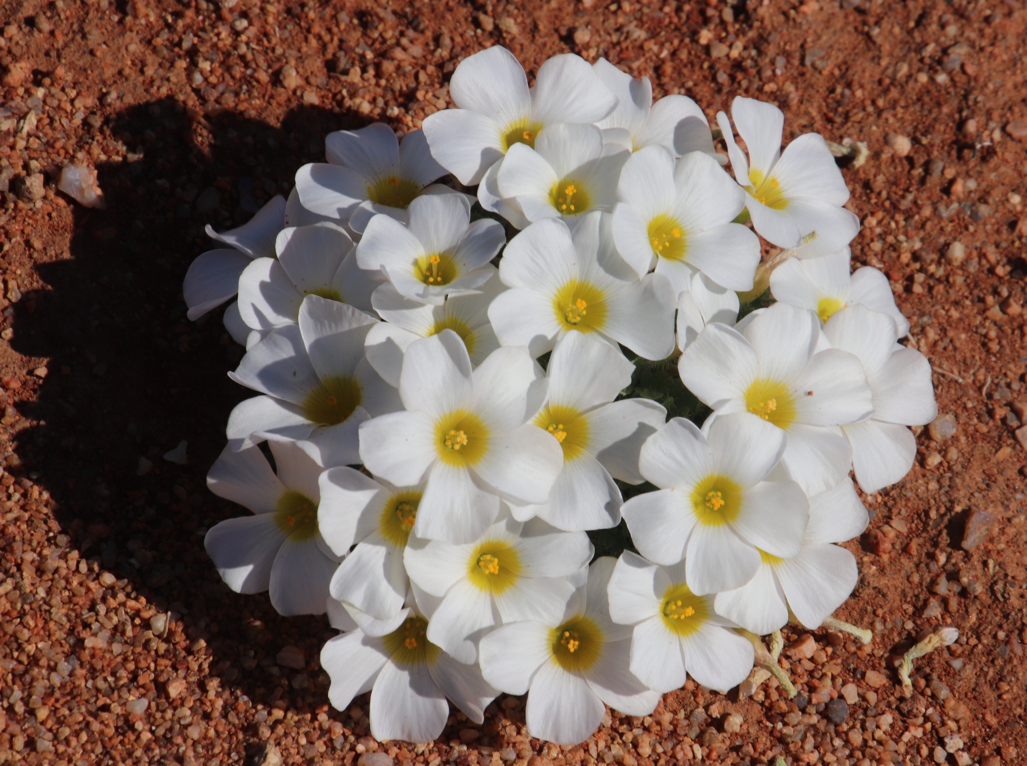 Oxalidaceae