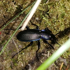 Carabus macrocephalus