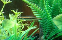 Pteronotropis harperi