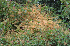 Cuscuta subinclusa