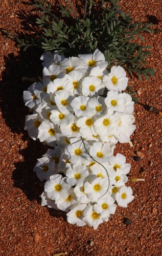 Image of Oxalis annae by (c) Tony Rebelo, some rights reserved (CC BY-SA)