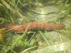 Holothuria floridana