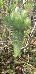 Serruria brownii