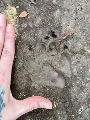 Canis familiaris