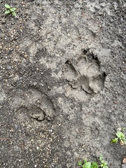 Canis familiaris