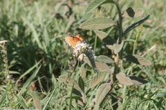Danaus chrysippus dorippus