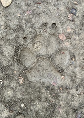 Canis familiaris