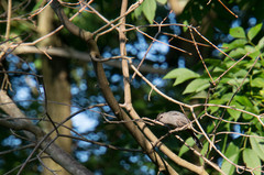 Dumetella carolinensis